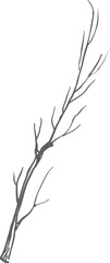 Obraz premium Winter tree branch black silhouette. Plant branch