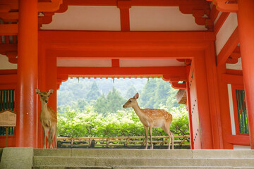 春日大社の境内に佇む鹿：世界遺産の朱塗りの門と神の使い