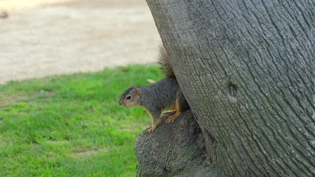 Curious gray squirrel peeking behind tree trunk in park