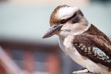 Fototapeta premium Kookaburra (Dacelo novaeguineae) sitting on a balcony rail