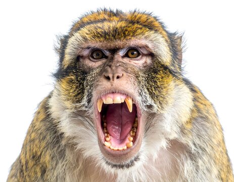 Close-up of a brown monkey with its mouth wide open, revealing teeth, against a stark white background