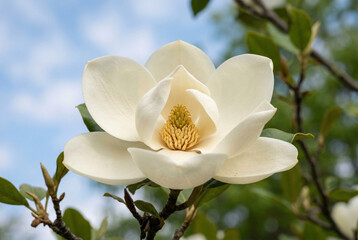 Fototapeta premium flower, blossom
