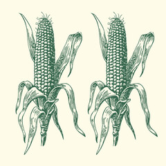 Vintage style green ink illustration featuring two detailed ears of corn on the stalk with husks partially peeled back presenting kernels © bbilfunk