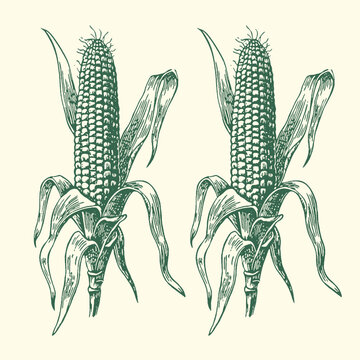 Vintage style green ink illustration featuring two detailed ears of corn on the stalk with husks partially peeled back presenting kernels