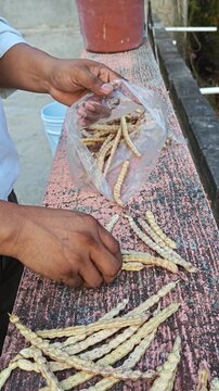 Hand putting mesquite pods into a plastic bag
