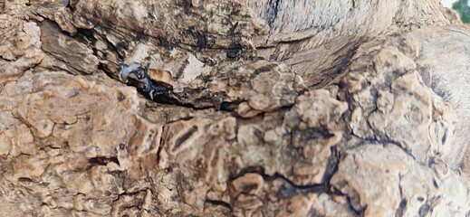 Rough tree bark texture,and natural wood background