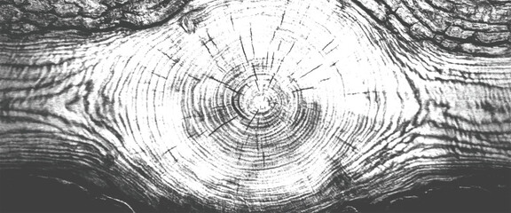 Closeup of tree trunk with visible growth rings and natural wood texture © Grave passenger