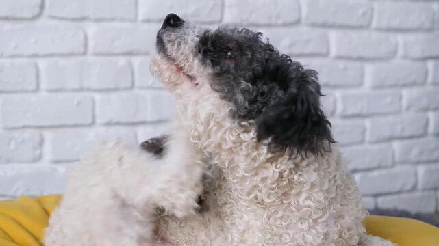 cute dog scratching ear and licking paw, hygiene