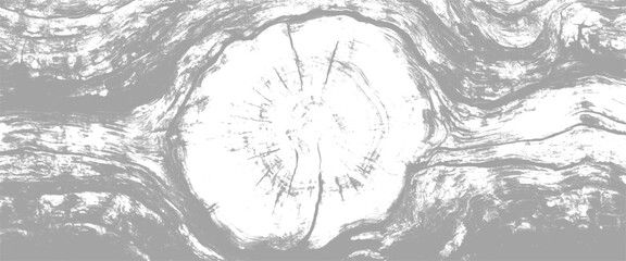 Closeup of tree trunk with visible growth rings and natural wood texture © Grave passenger