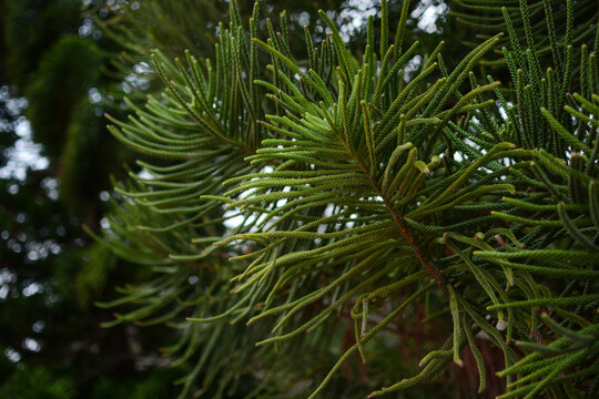 Araucaria with soft green needles. Evergreen plant.	