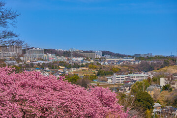 河津桜が咲く東京都稲城市の眺望(坂浜,長峰など)