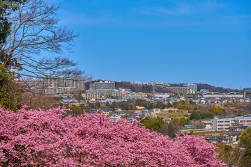 河津桜が咲く東京都稲城市の眺望(坂浜,長峰など)