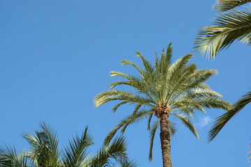 Fototapeta premium tropical palm trees against a blue sky