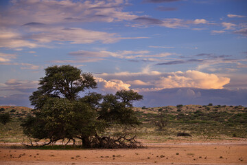 An old camel thorn tree in the dry Nossob riverbed with red dunes in the background, Kgalagadi Transfrontier Park
