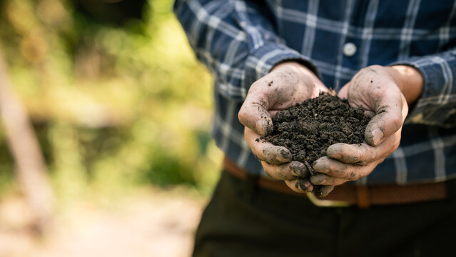 Hands holding rich dark soil outdoors, gardener showing compost in cupped palms