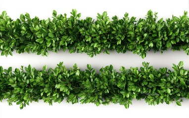 Obraz premium Two rows of vibrant green foliage with small leaves, against a stark white backdrop