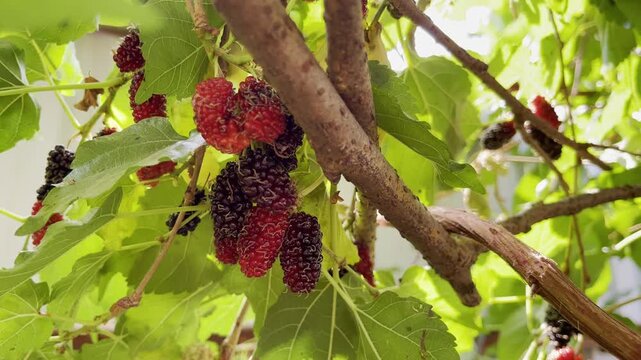 The mulberries are ripe on the tree and ready to be harvested and eaten.