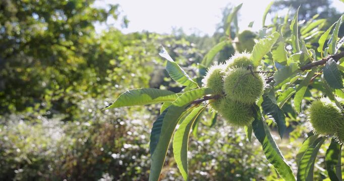 A chestnut tree with leaves and nuts in the foreground