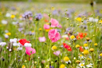 Red pink poppy, blue cornflowers. Wild blossoms field. Summer landscape background with beautiful colourful flowers. Multicolor flowers in summer meadow. 