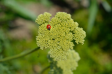 Fern-leaf yarrow flower buds with ladybug - Latin name - Achillea filipendulina Gold plate © nahhan