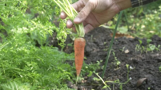 Close-up of a gardener&rsquo;s hand harvesting a fresh carrot from rich soil in a green vegetable garden, natural outdoor light, sustainable homegrown produce concept.