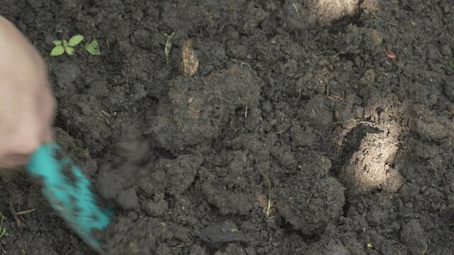 Close-up of hand using small garden cultivator to loosen dark soil in vegetable bed, spring planting and gardening concept, outdoor natural light.