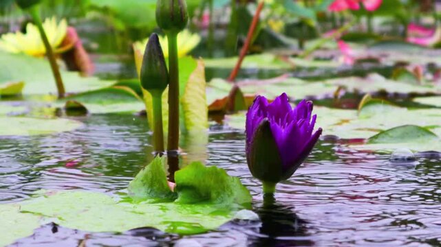 Beautiful tropical water garden with blooming purple lilies and ripples on the water surface on a rainy day.
