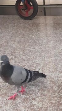 The pigeon was walking briskly on the black granite floor.