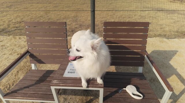 Close-up footage of a white puppy sitting on a picnic table, looking curious and playful. The video captures the puppy&rsquo;s expressions, movement, and adorable behavior in a casual outdoor setting. Perfe