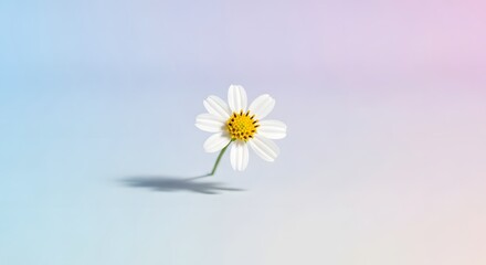 Obraz premium A single white daisy with a yellow center floats against a soft pastel gradient background.