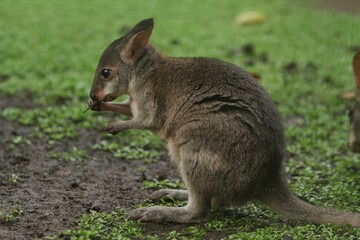 A little dusky wallaby is looking for food in the grass in the morning