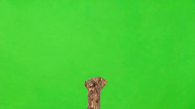 Blue Jay on Branch Stock Video with Green Screen Background
