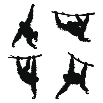 Hanging Orangutan Silhouette Set Vector &mdash; Monkey Ape Primate Swinging Wildlife Collection Black Isolated Clipart 