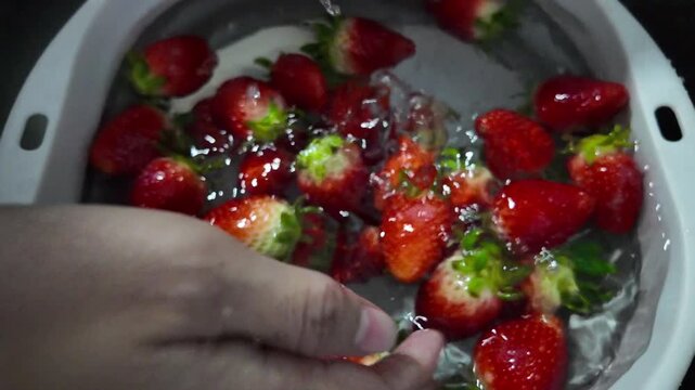 Washing a large quantity of strawberries in a basin.