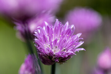 Fototapeta premium Chive blossoms (Allium schoenoprasum) blooming in a vibrant herb garden