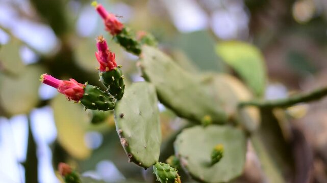 Prickly pear cactus, Opuntia, Cactus pear