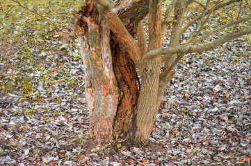 old cracked tree with fungi and rot