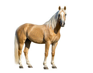 Obraz premium A majestic equine stands, isolated, its golden coat gleaming in the sunlight. A flowing, pale mane contrasts its skin, while its gaze meets the viewer
