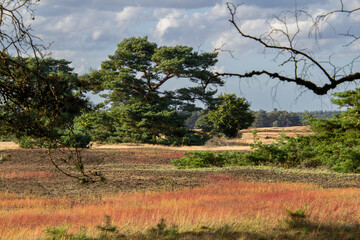 Landscape with sunset on the Veluwe