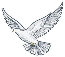 Obraz premium Elegant white dove bird in flight, wings spread wide, symbol of peace and freedom, elegant drawing