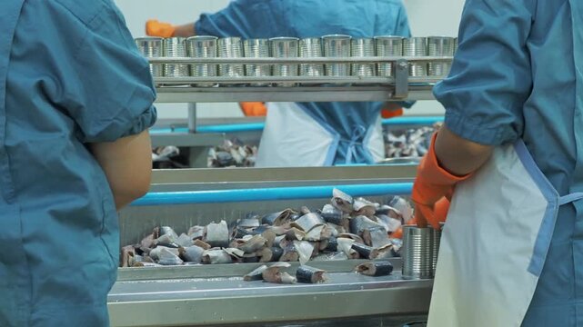 Food processing line with worker packing sardine in can at factory. Industrial conveyor belt system in clean manufacturing facility, focus on food production quality control export industry concept.