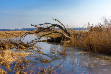 Przedwiośnie w Dolinie Górnej Narwi, Podlasie, Polska © podlaski49