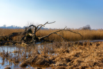 Przedwiośnie w Dolinie Górnej Narwi, Podlasie, Polska © podlaski49