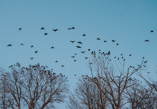 Large group of crows flying to roost together in trees in evening.