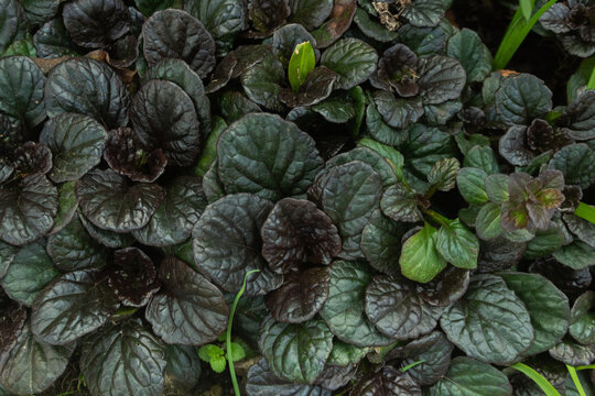 Ajuga Reptans Dark Leaf Groundcover Texture