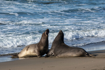 Naklejka premium Two Elephant Seals near the water on a sandy beach