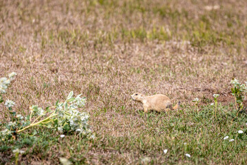 Obraz premium Prairie Dog in the Grass in Badlands National Park