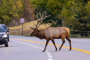 Naklejka premium Bull Elk in Jasper National Park.