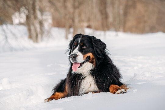 Bernese Mountain Dog lying happily in snowy landscape