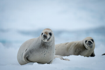 Two Walruses Lying The Snow